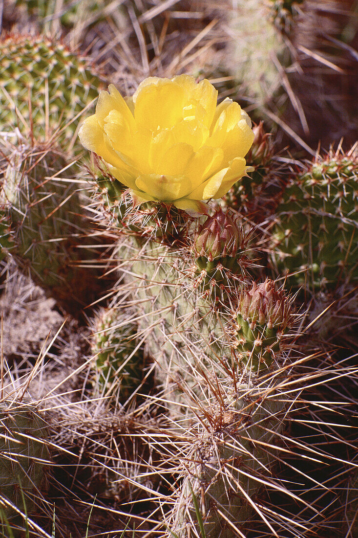 Prickly Pear Bloom