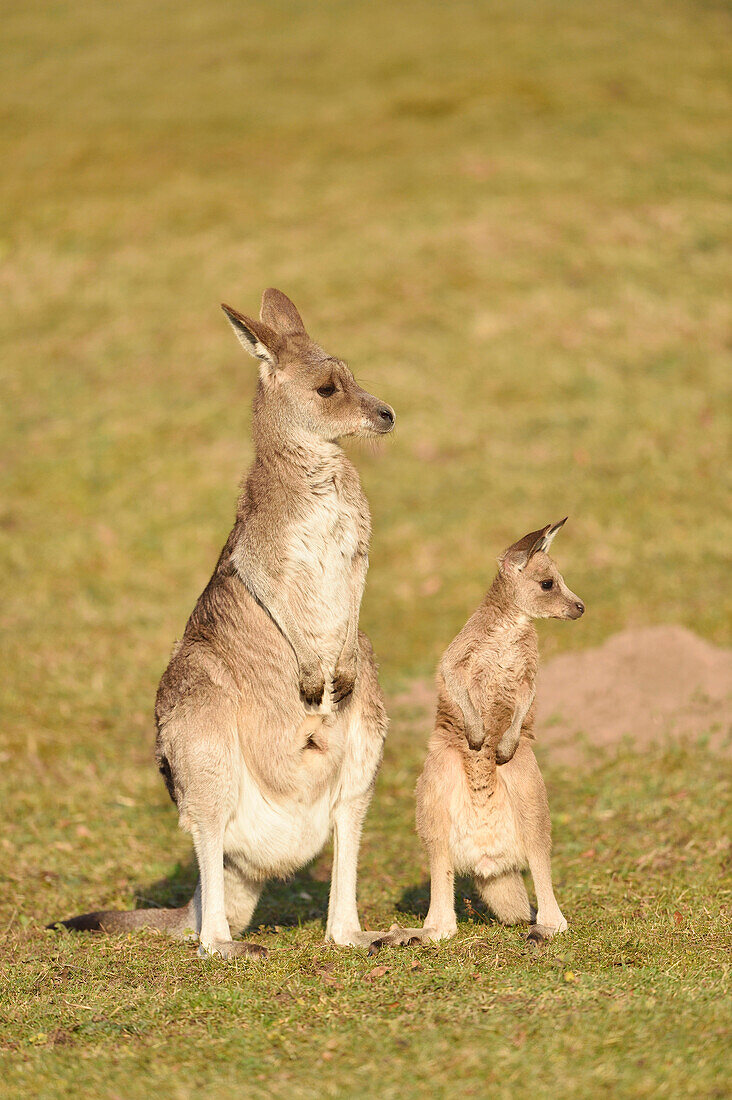Eastern Grey Kangaroo (Macropus giganteus) Mother with Joey on Meadow in Spring, Bavaria, Germany