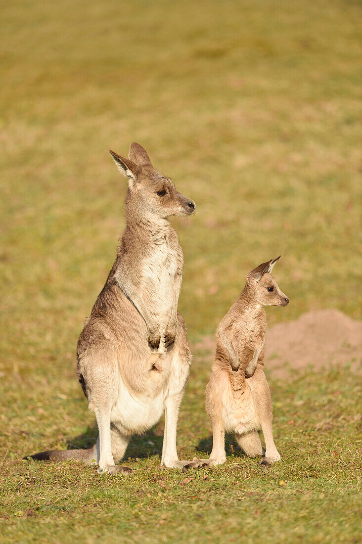 Östliches Graues Känguru (Macropus giganteus) Mutter mit Joey auf der Wiese im Frühling, Bayern, Deutschland