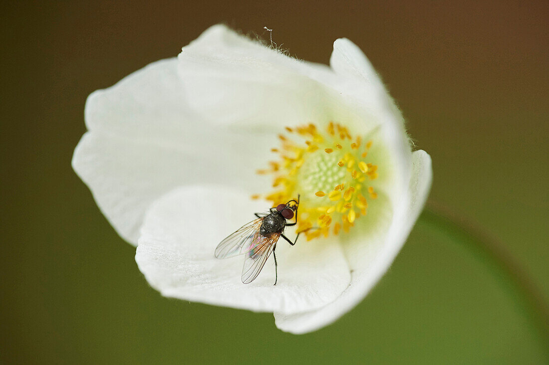 Nahaufnahme einer Schmeißfliege (Chrysomya megacephala) auf einer Schneeglöckchenblüte (Anemone sylvestris) im Frühsommer, Oberpfalz, Bayern, Deutschland