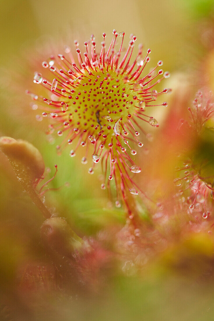 Nahaufnahme einer rundblättrigen Sonnentau (Drosera rotundifolia) Pflanze im Frühsommer, Oberpfalz, Bayern, Deutschland