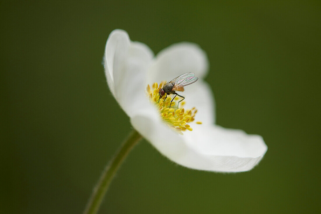 Nahaufnahme einer Schmeißfliege (Chrysomya megacephala) auf einer Schneeglöckchenblüte (Anemone sylvestris) im Frühsommer, Oberpfalz, Bayern, Deutschland