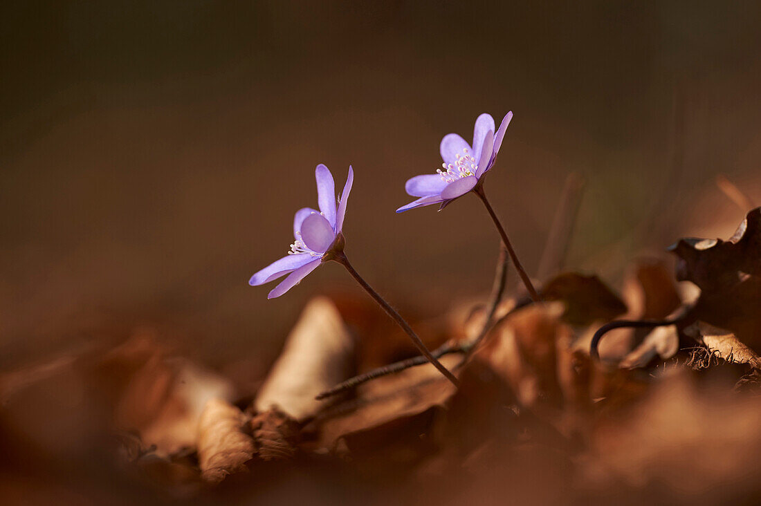 Close-up of Common Hepatica (Anemone hepatica) on the forest-floor in early spring, Upper Palatinate, Bavaria, Germany