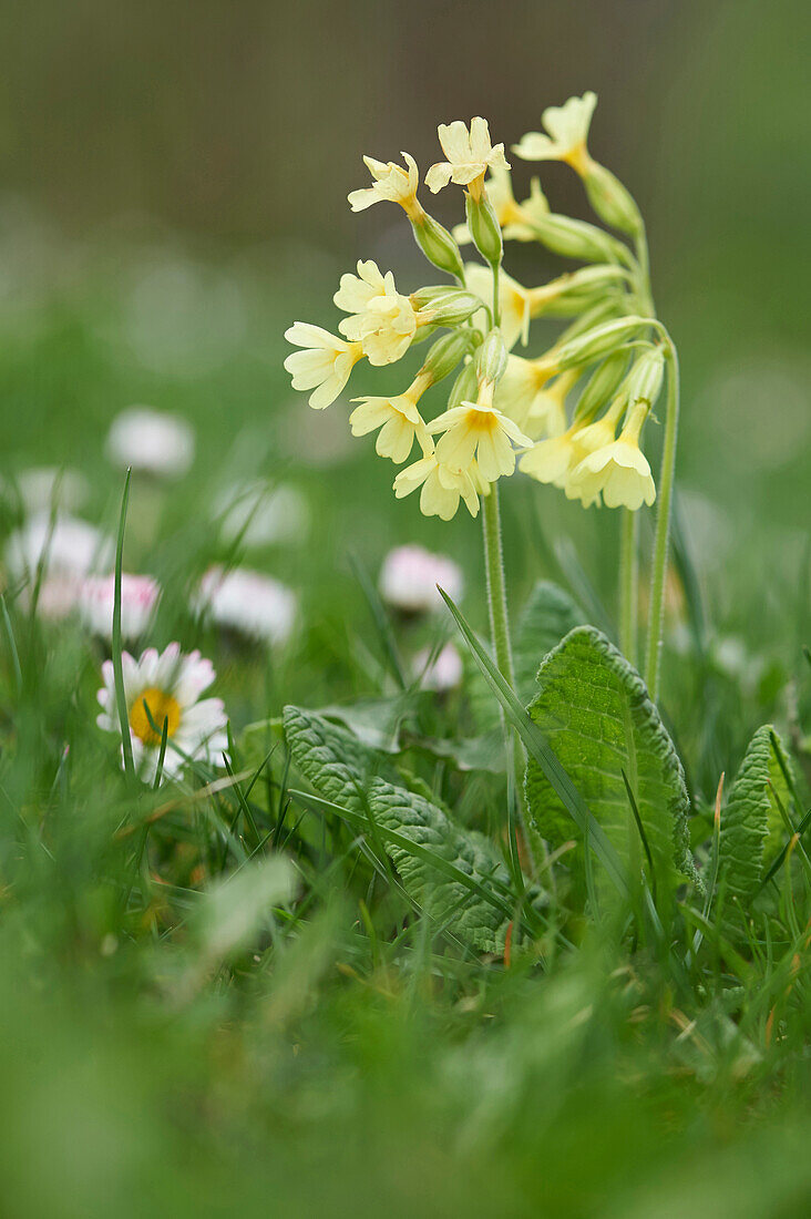 Nahaufnahme der Blüten der Echten Ochsenlilie (Primula elatior) auf einer Wiese im Frühjahr, Oberpfalz, Bayern, Deutschland