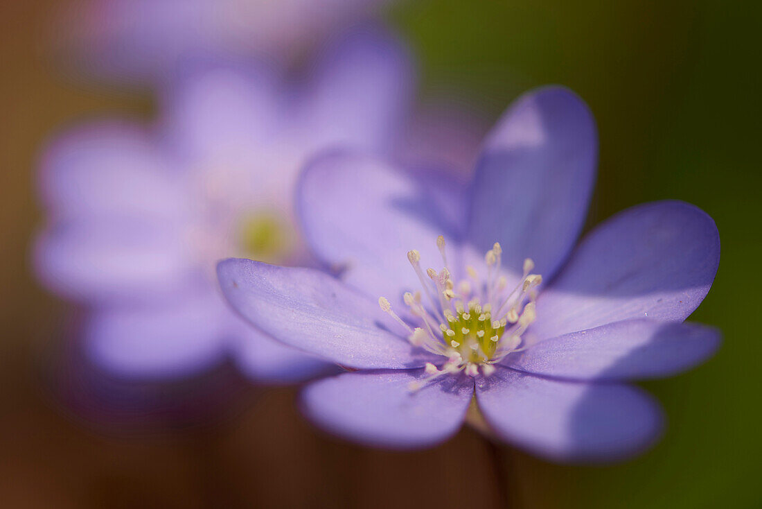 Nahaufnahme von Gemeinem Leberblümchen (Anemone hepatica) auf dem Waldboden im zeitigen Frühjahr, Oberpfalz, Bayern, Deutschland