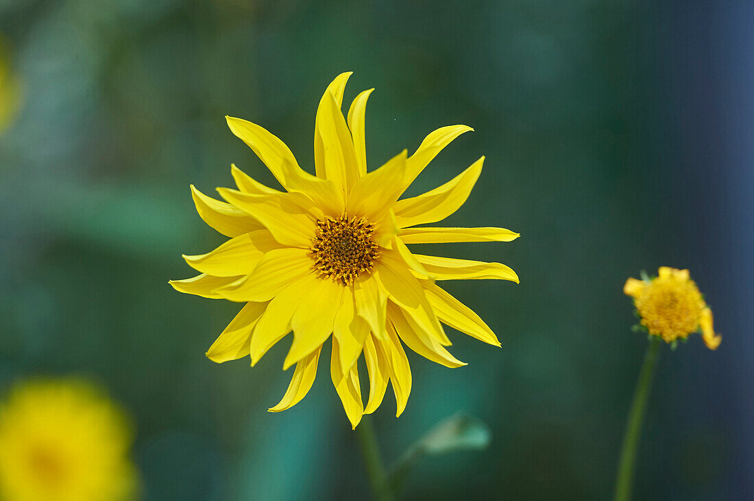 Nahaufnahme von Topinamburblüten (Helianthus tuberosus) im Spätsommer, Deutschland