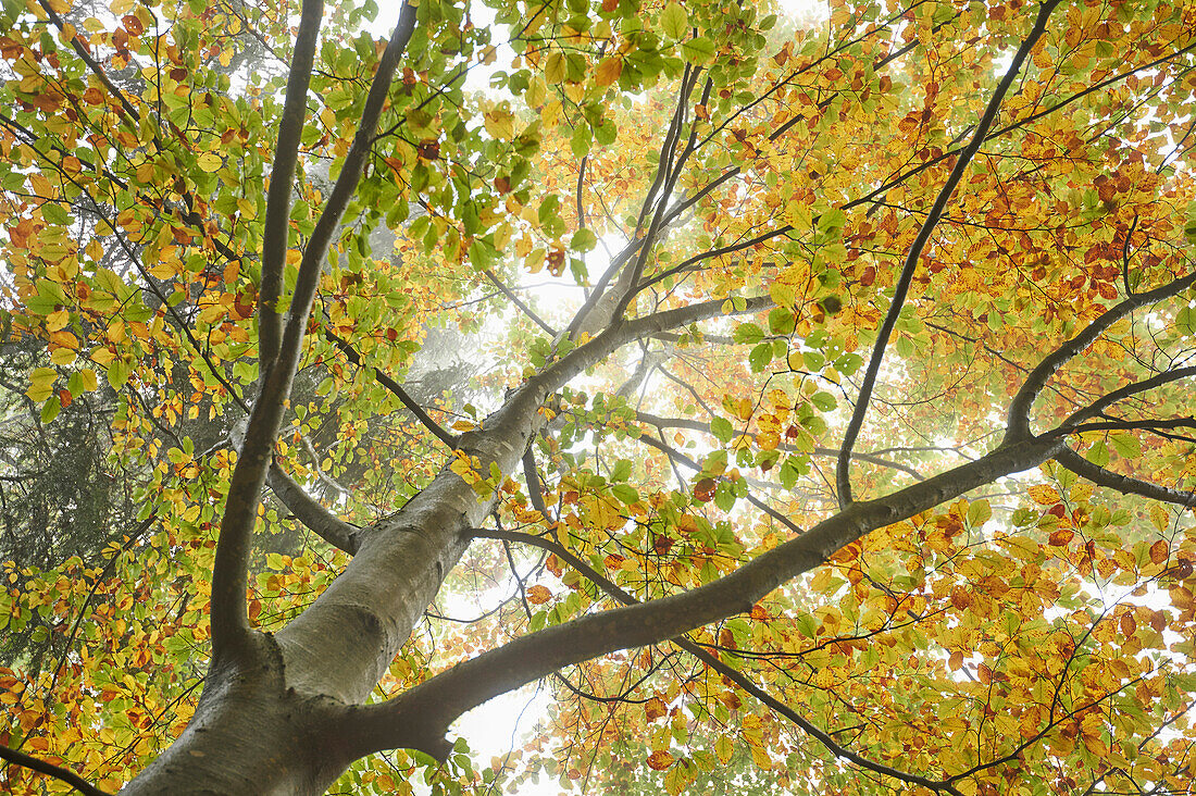 Looking up at European Beech (Fagus sylvatica) Tree in Autumn, Upper Palatinate, Bavaria, Germany