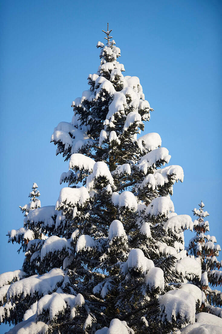 Nahaufnahme einer schneebedeckten Fichte (Picea abies) im Winter, Bayerischer Wald, Bayern, Deutschland
