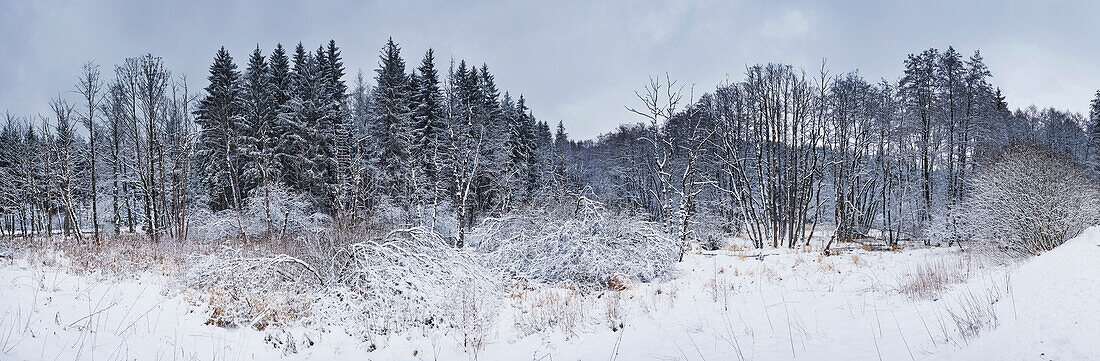 Verschneite Baumlandschaft auf einer Wiese in einem Tal im Winter, Oberpfalz, Bayern, Deutschland