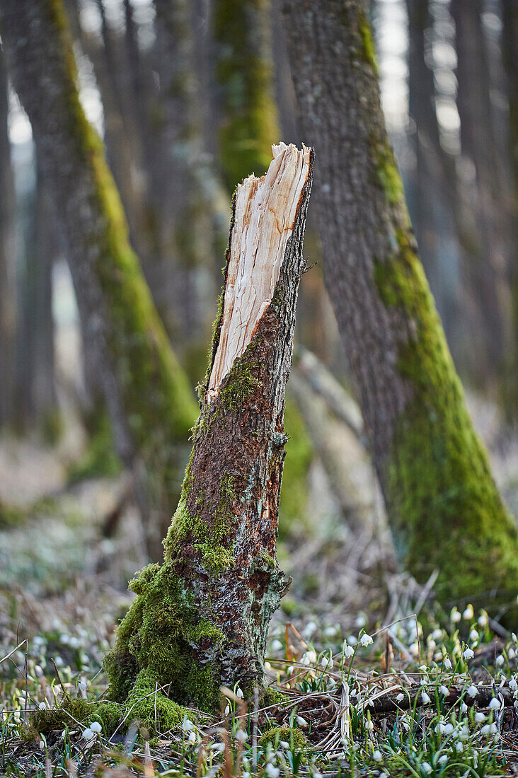 Nahaufnahme eines abgebrochenen Baumstammes im mit Schneeflocken (Leucojum vernum) bedeckten Wald im Frühling, Oberpfalz, Bayern, Deutschland