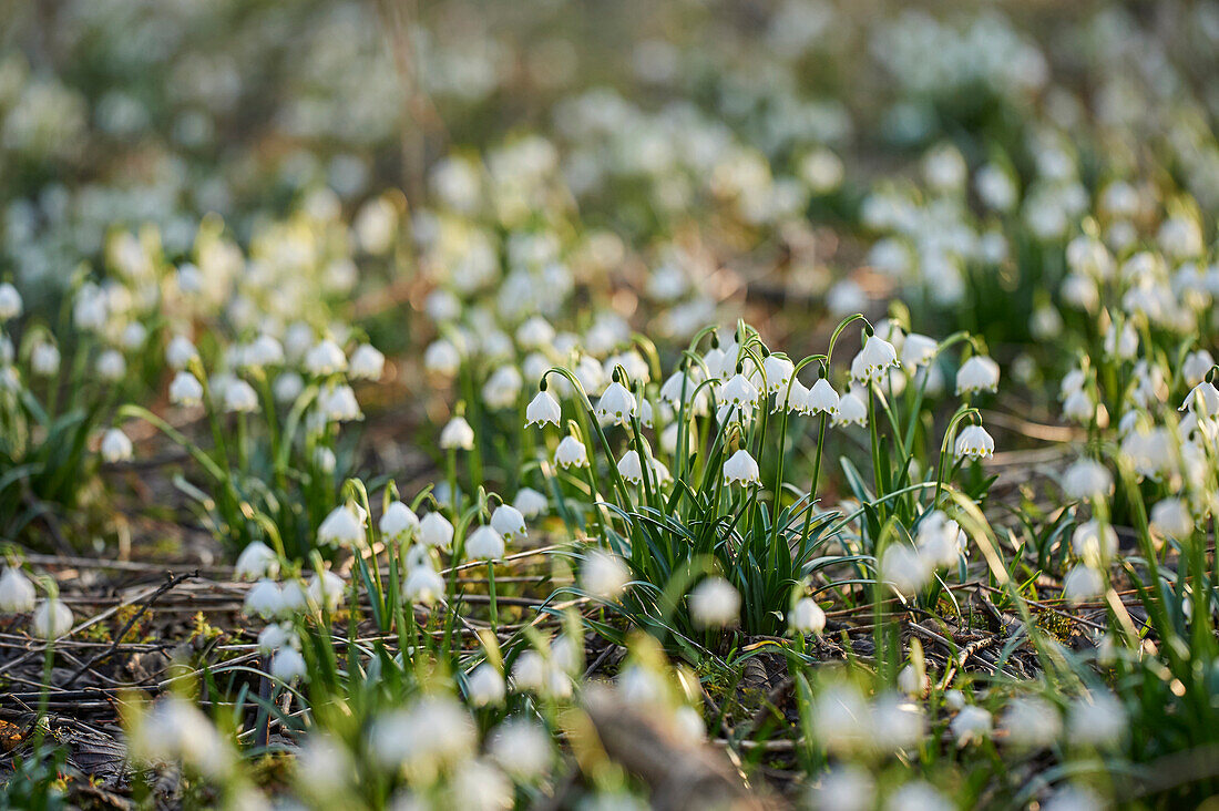 Spring Snowflakes (Leucojum vernum) Blooming in Spring, Upper Palatinate, Bavaria, Germany