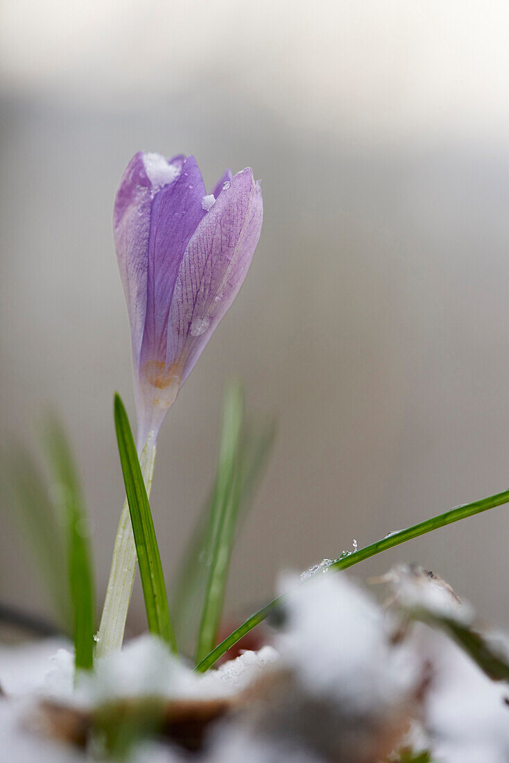 Close-up of Lilac Crocus Blooming in Spring, Upper Palatinate, Bavaria, Germany