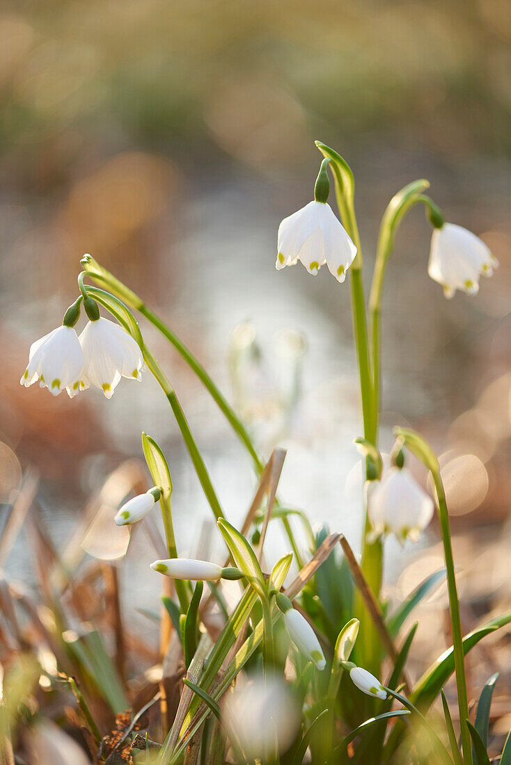 Close-up of Spring Snowflakes (Leucojum vernum) Blooming in Spring, Upper Palatinate, Bavaria, Germany