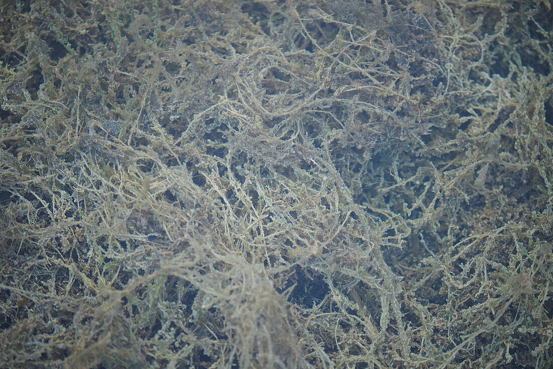 Nahaufnahme von Seegrund unter Wasser im Frühling, Oberpfalz, Bayern, Deutschland