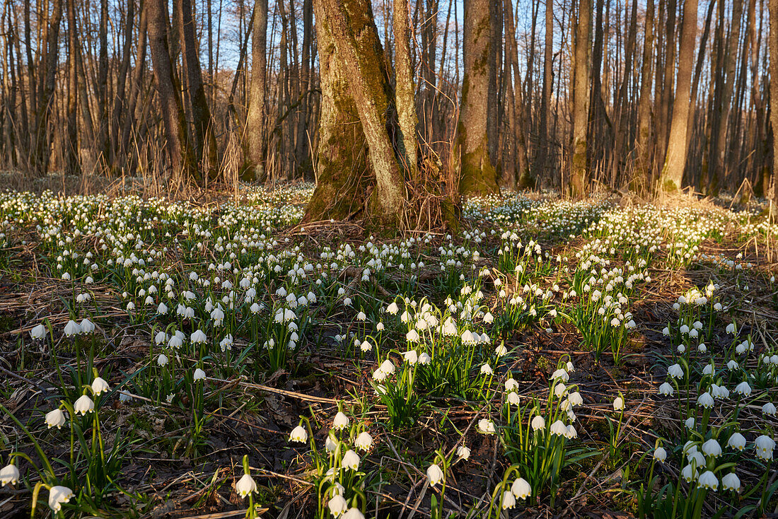 Frühlingslandschaft mit Schneeflocken (Leucojum vernum) Blühend im Sumpf im Frühling, Oberpfalz, Bayern, Deutschland