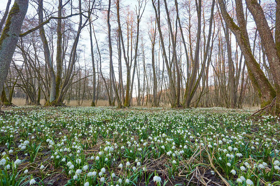 Landschaft mit Frühlingsschneeflocken (Leucojum vernum) Blühend im Sumpf im Frühling, Oberpfalz, Bayern, Deutschland