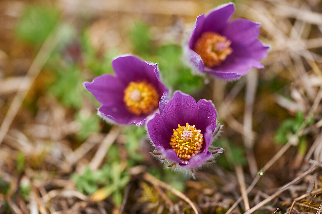 Close-up of Common Pasque Flower (Pulsatilla vulgaris) Blossoms in Spring, Bavaria, Germany
