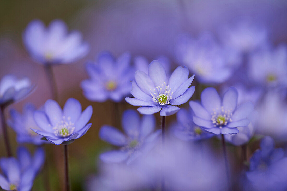 Close-up of Common Hepatica (Anemone hepatica) Blossoms in Forest in Spring, Bavaria, Germany