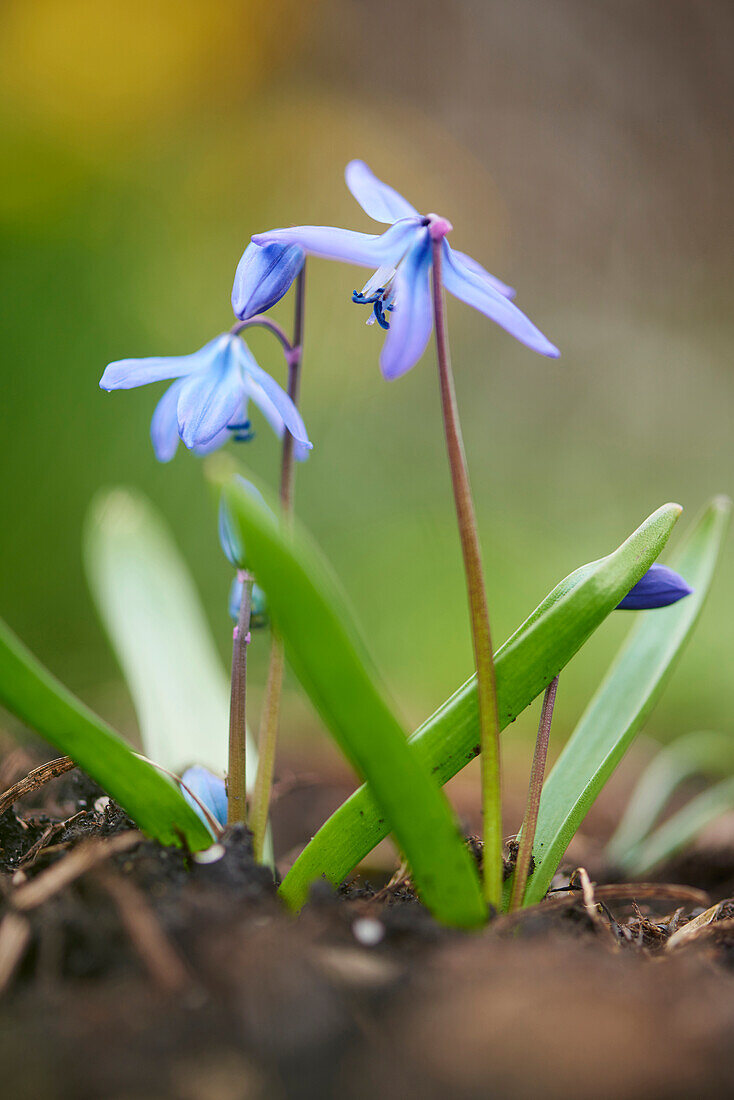 Close-up of Alpine Squill (Scilla bifolia) Blossoms in Garden in Spring, Bavaria, Germany