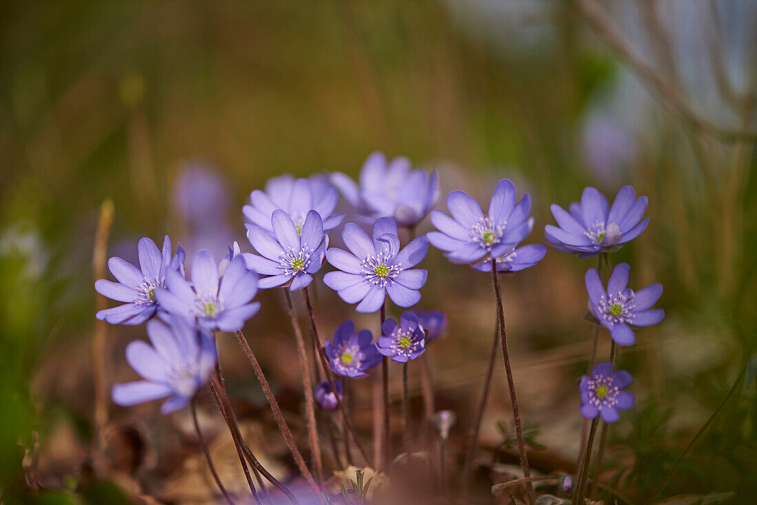 Close-up of Common Hepatica (Anemone hepatica) Blossoms in Forest in Spring, Bavaria, Germany