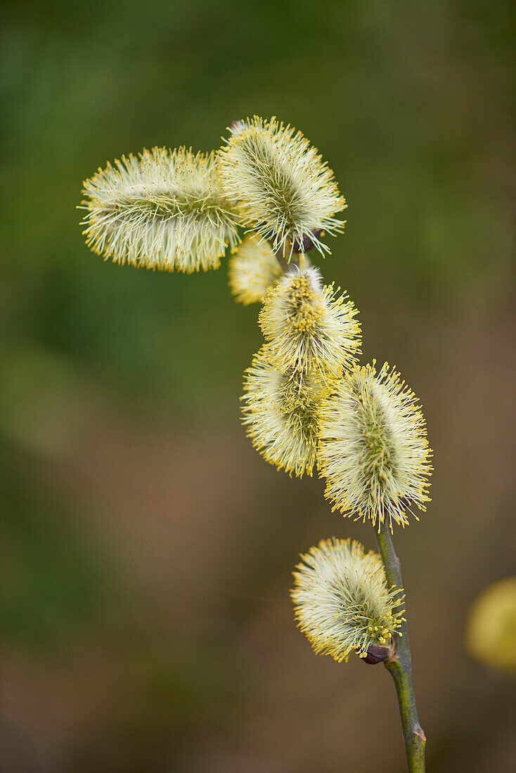 Nahaufnahme von Ziegenweide (Salix caprea) Blüte im Wald im Frühling, Bayern, Deutschland