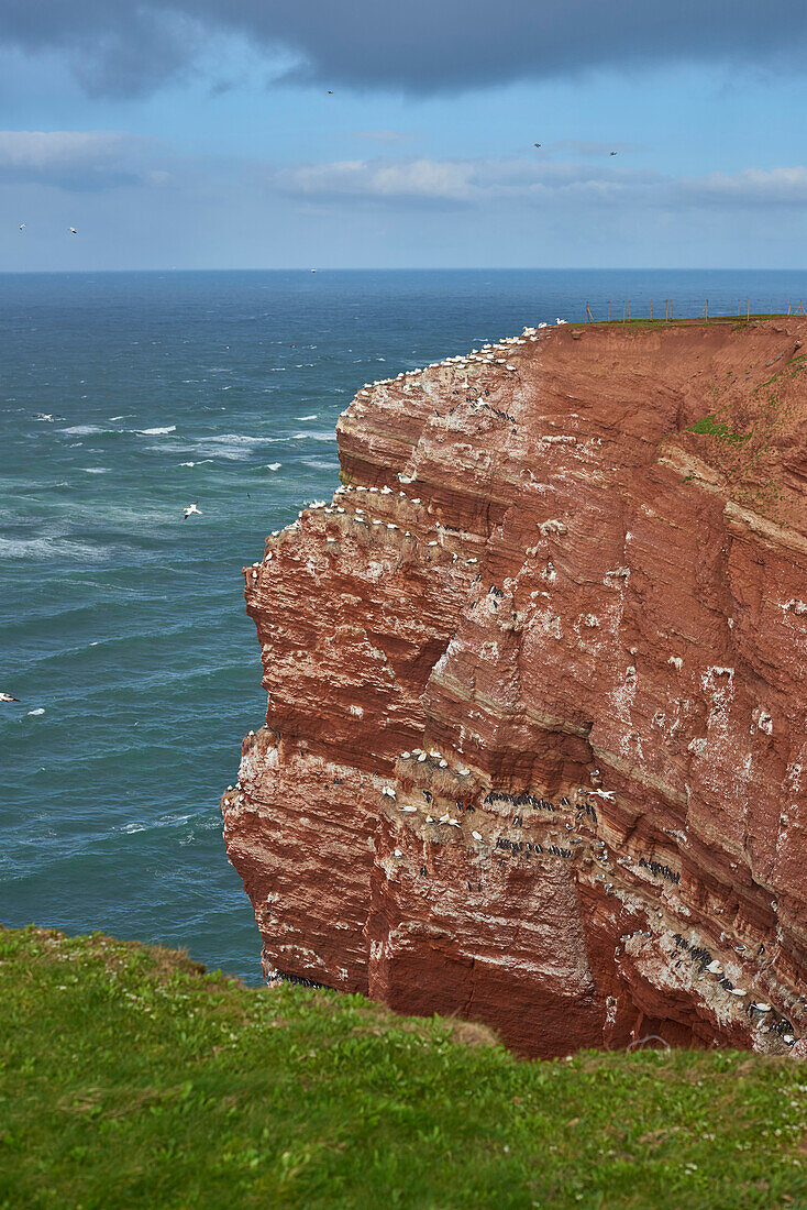 View of coastal cliffs used by nesting seabirds, with northern gannets (Morus bassanus) and common murres (Uria aalge) in spring (april) on Helgoland, a small Island of Northern Germany