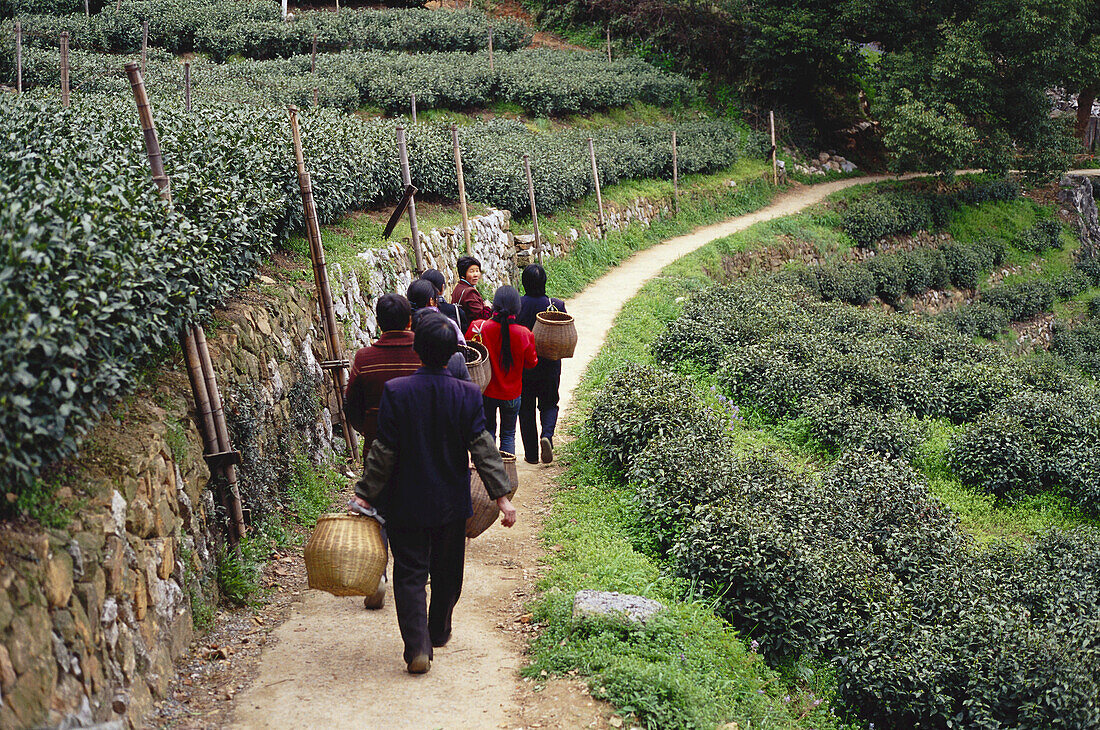 Tea Plantation, Hangzhou, China