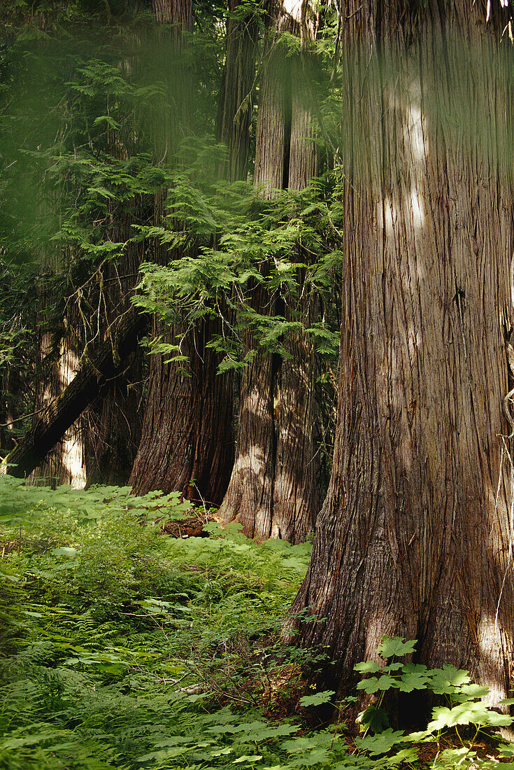 Old Growth Cedars, British Columbia, Canada