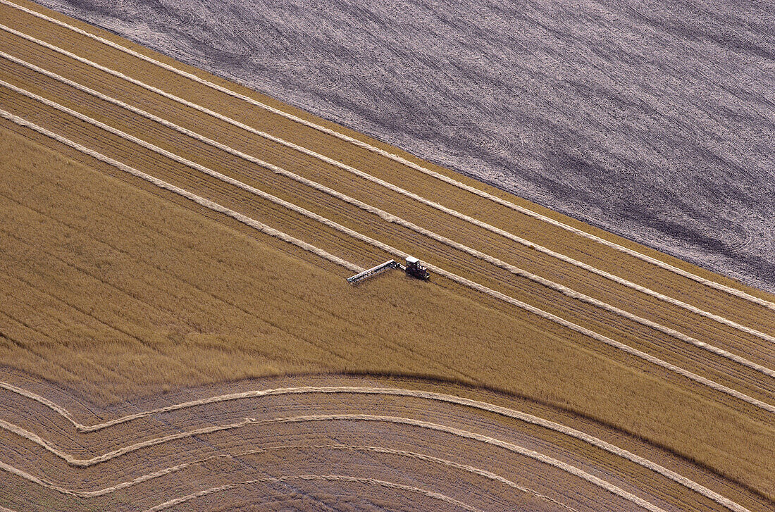 Weizenschwaden, Saskatchewan, Kanada
