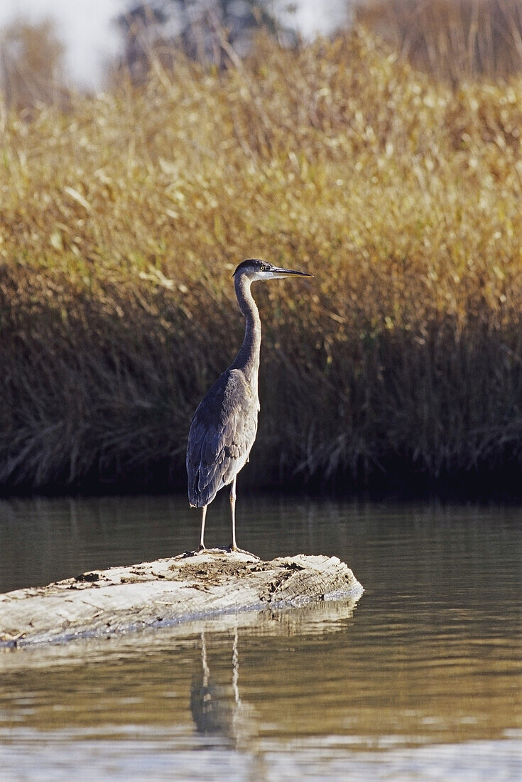 Blue Heron, British Columbia, Canada