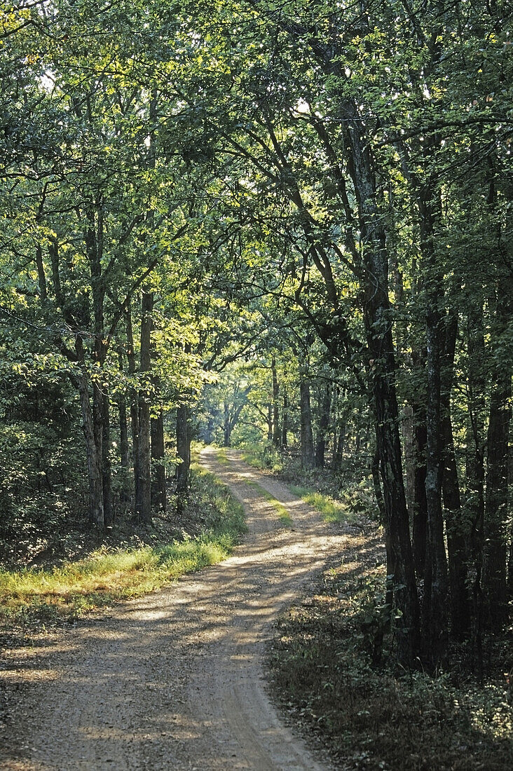 Country Road, Land Between the Lakes National Recreation Area, Tennessee, USA