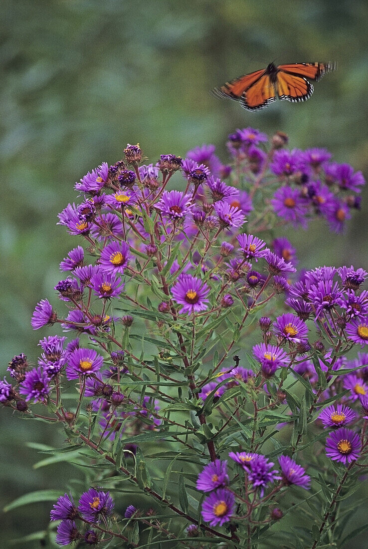 Monarchfalter und Wildblumen