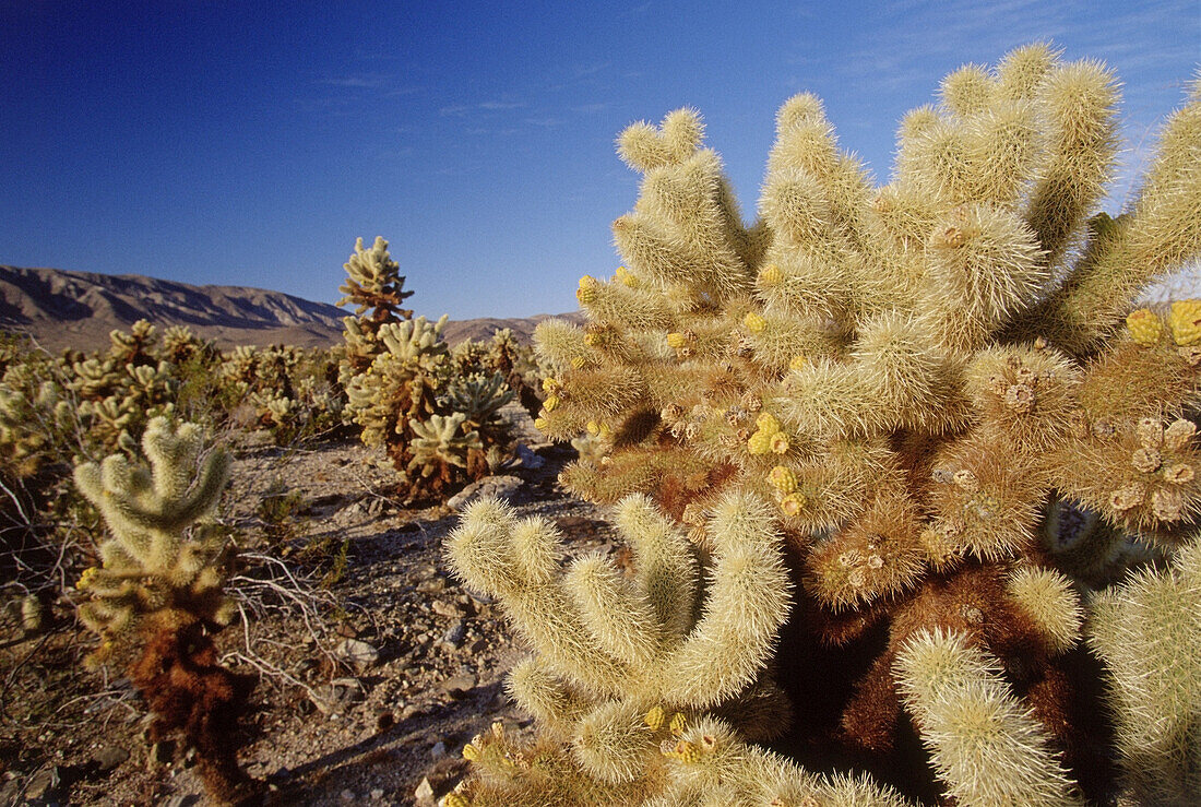 Cholla Cactus, Joshua Tree National Park, California, USA