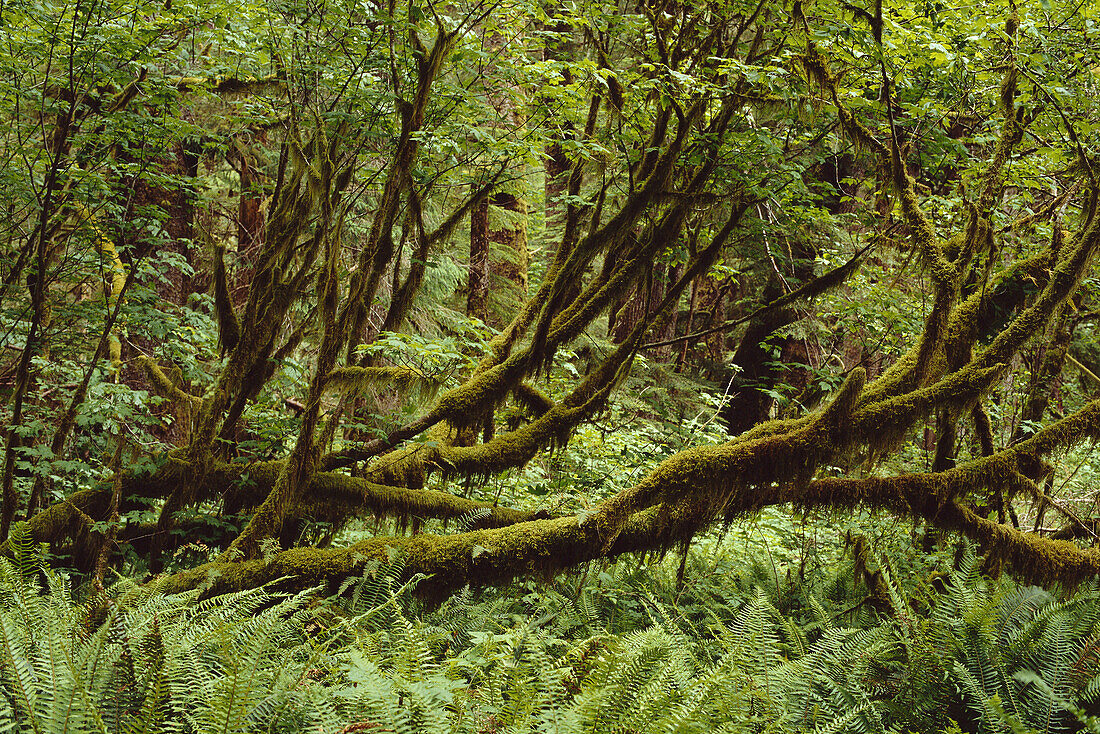 Urwald Clayoquot Sound Britisch Kolumbien, Kanada