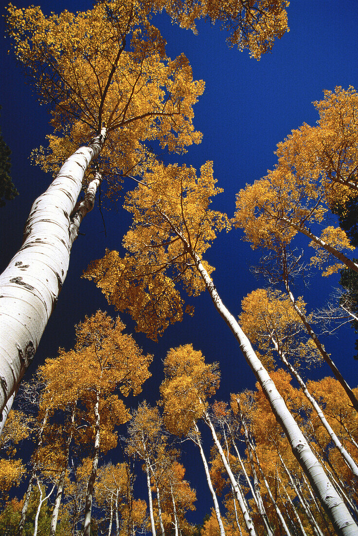 Looking Up at Aspen Trees in Autumn Arizona, USA