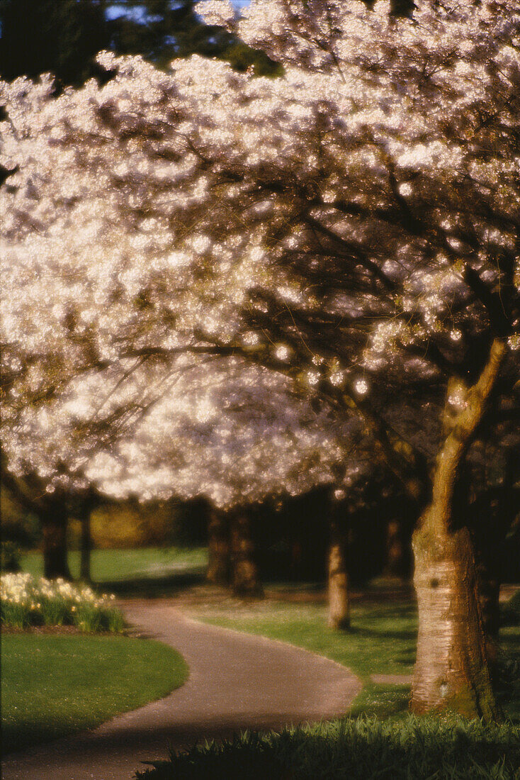 Blühende Bäume am Weg Stanley Park, Vancouver British Columbia, Kanada