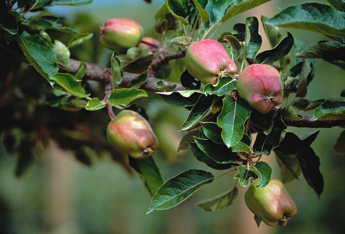 Apples on Branch