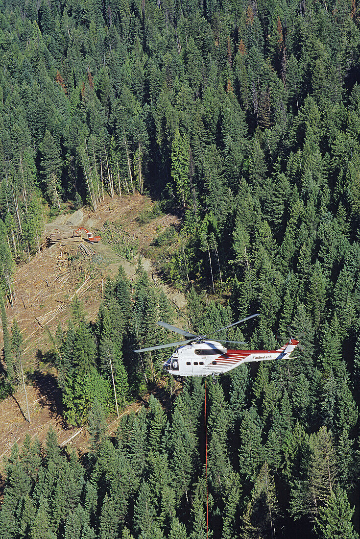 Abholzung mit dem Hubschrauber, British Columbia, Kanada