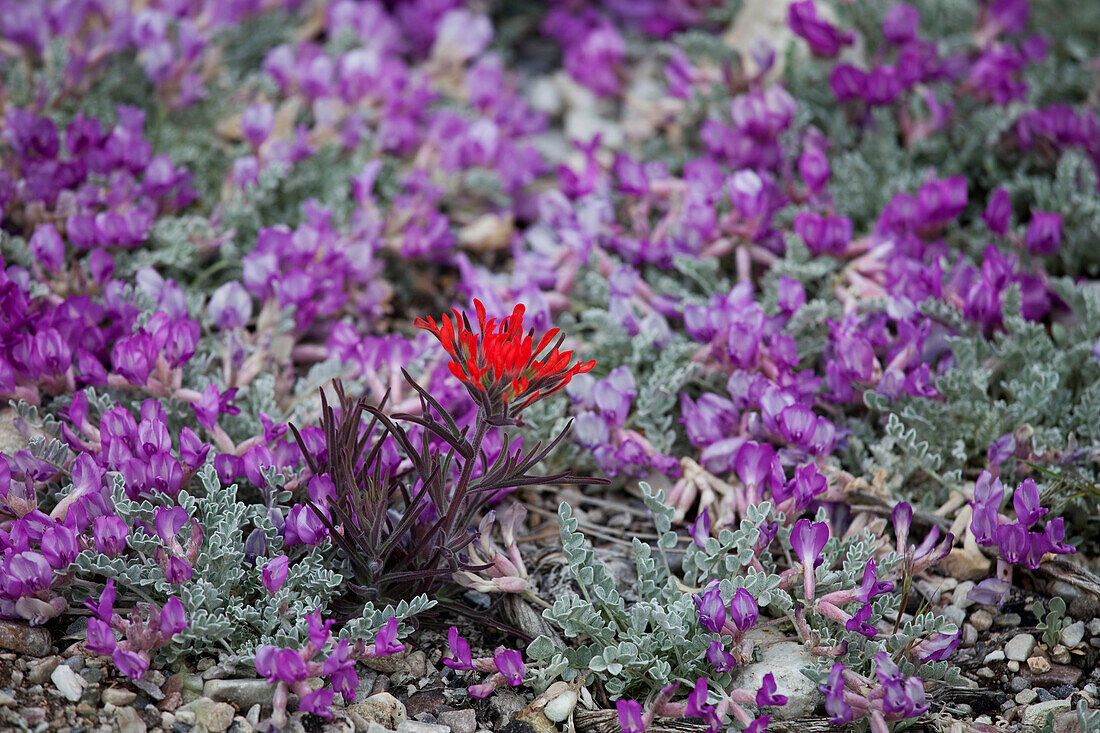 Wildblumen, Great Basin National Park, Nevada, USA