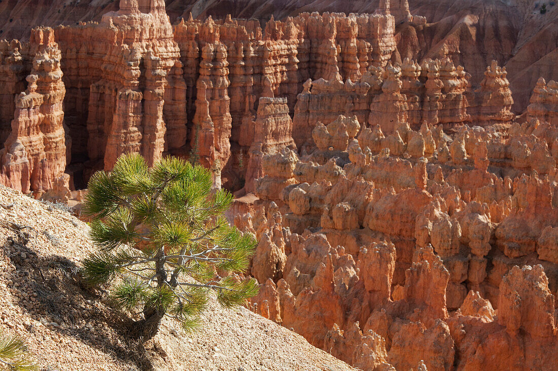 Bryce-Canyon-Nationalpark, Utah, USA