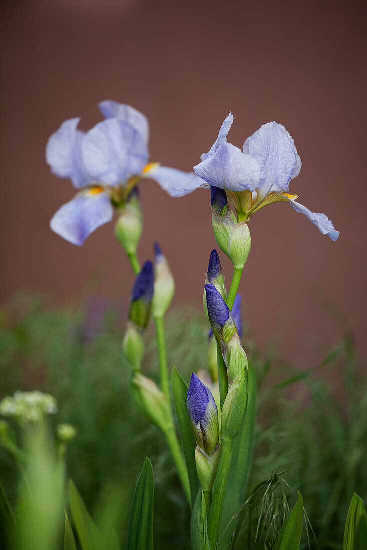 Iris, Taos, New Mexico, USA