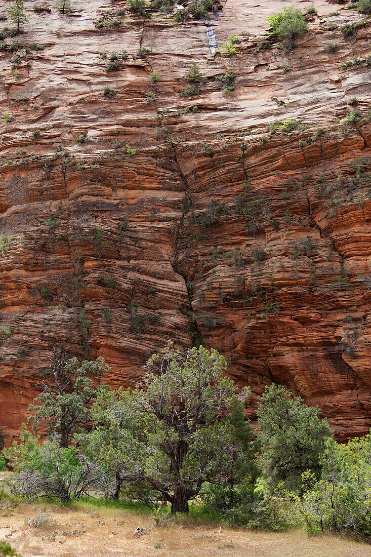 Zion National Park, Utah, USA