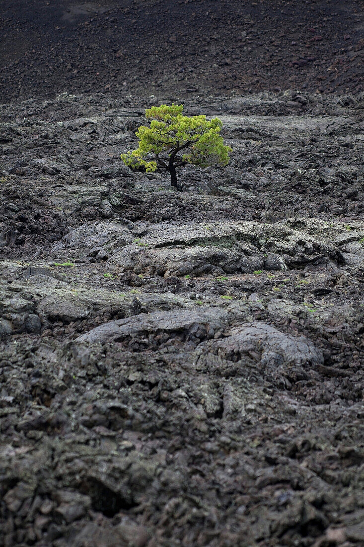 Craters of the Moon National Monument and Preserve, Idaho, USA