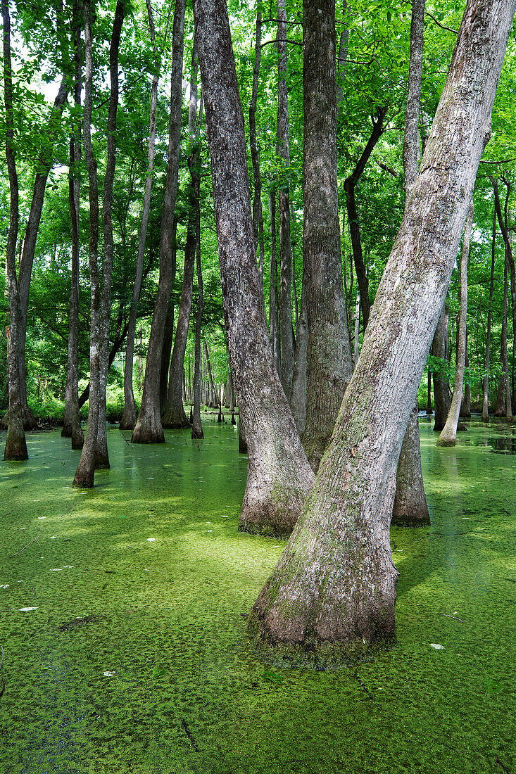 Cypress Swamp, Natchez Trace Parkway, Mississippi, USA