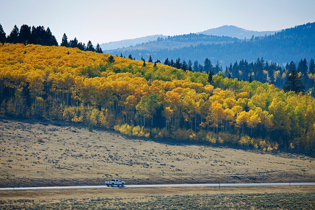 Aspen Trees in Autumn, Colorado, USA