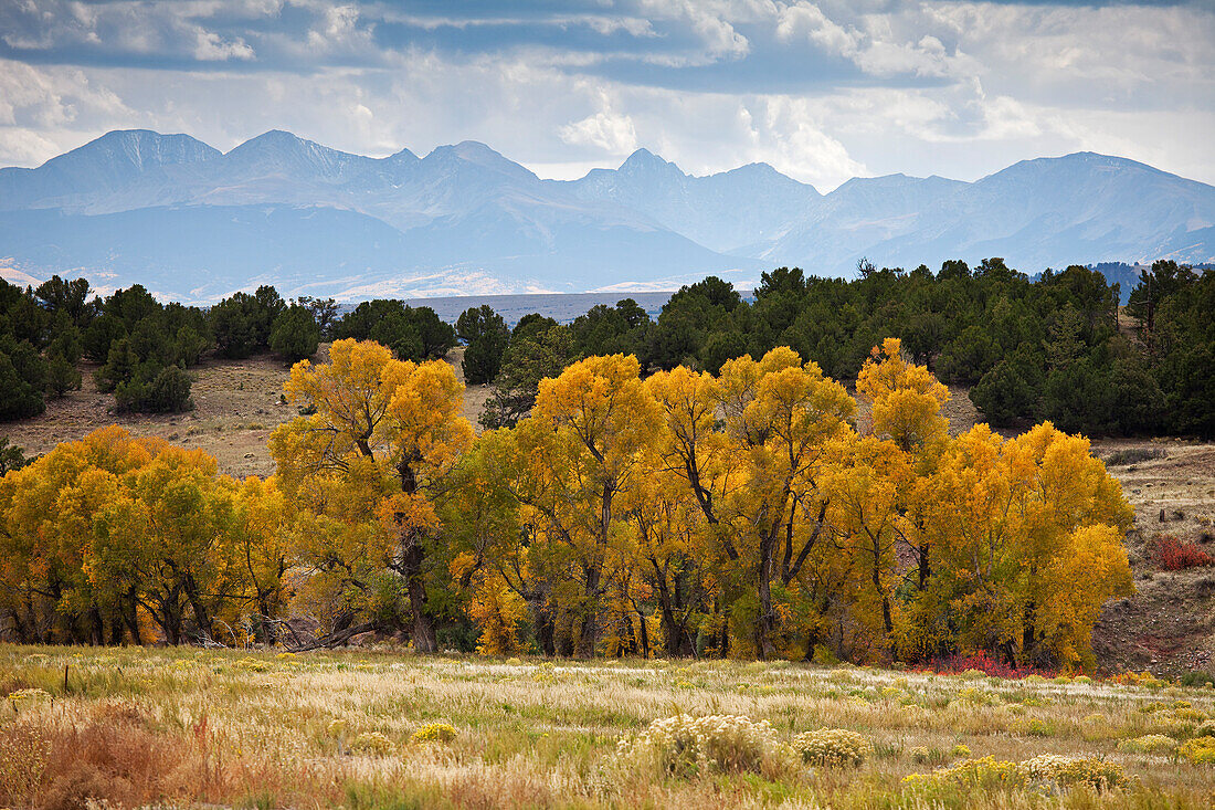 Baumwollbäume im Herbst, Colorado, USA