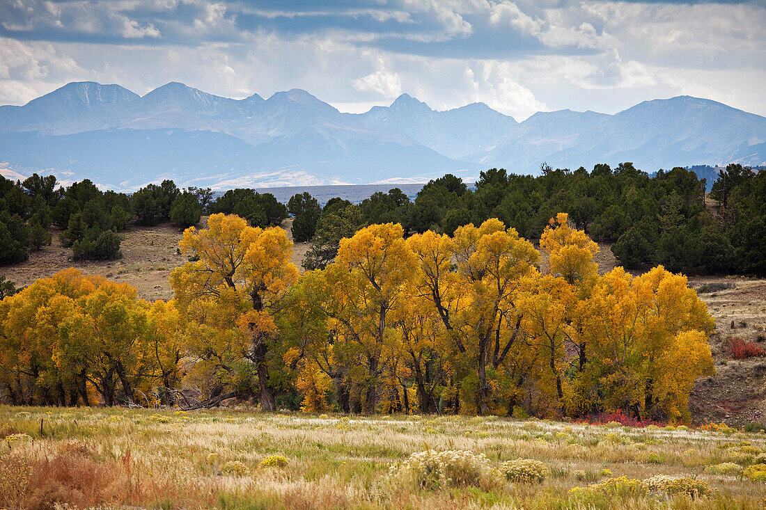 Cottonwood Trees in Autumn, Colorado, USA