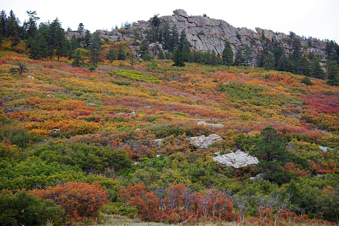 Strauch-Eiche im Herbst, Colorado, USA