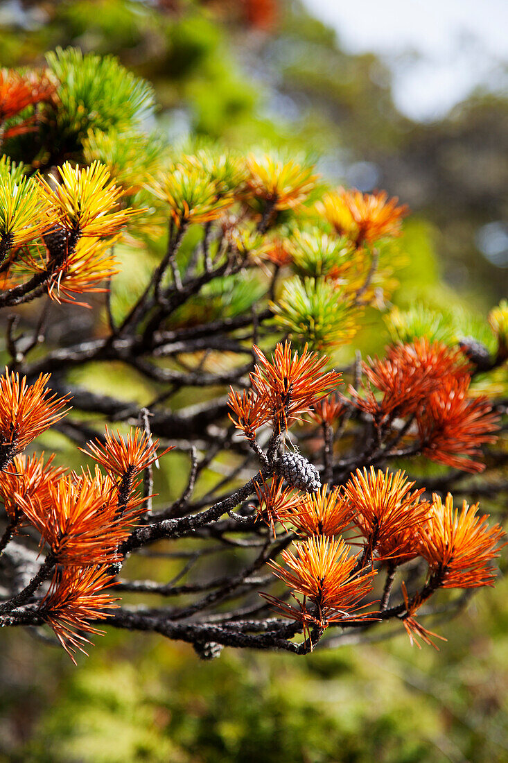 Close-up of sitka spruce tree, Pacific Rim National Park Reserve, west coast of British Columbia, Canada