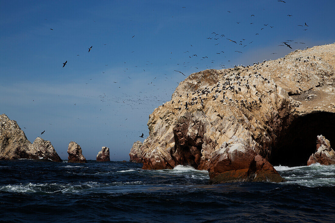 Birds at Wildlife Sactuary on Ballestas Islands, Paracas, Pisco Province, Peru